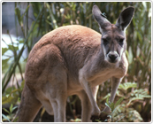 多摩動物公園のカンガルー