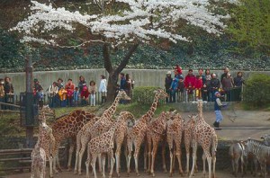 多摩動物公園のキリン