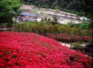 あいかわ公園の季節の催し花の観賞の画像