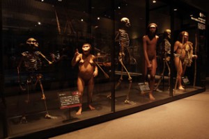 人類の進化過程