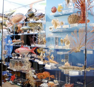 日本の海洋生物