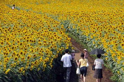東京の穴場「清瀬ひまわり畑」の画像