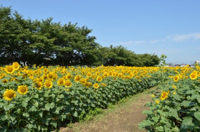 牛島公園ひまわり