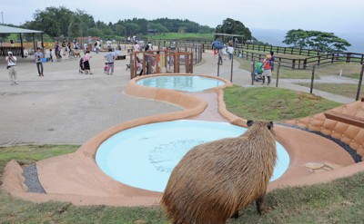 年パスが利用できるマザー牧場の画像