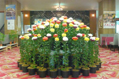 東京の秋のお祭りできれいな菊の花の画像