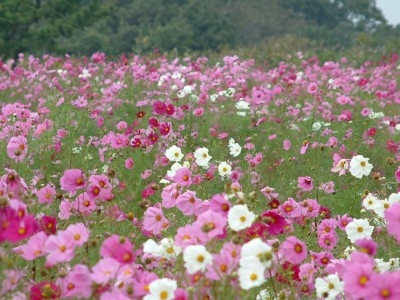 神奈川県のコスモスの名所「早川一夜城きらめきミニガーデン」