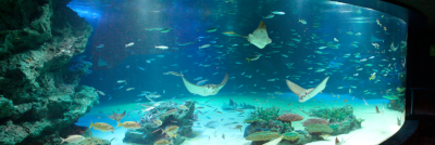 年間パスが利用できるサンシャイン水族館の画像