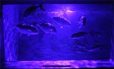 ナイトアクアリウムが静岡の水族館で鑑賞できる画像02