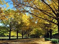 子連れで行きたい紅葉の穴場スポット東京・昭和記念公園の画像