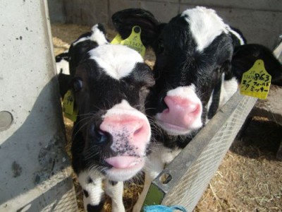 埼玉のおすすめ牧場で飼育されている乳牛の画像