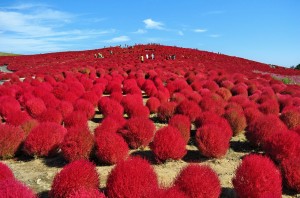 赤ちゃんに優しいコキアが有名な紅葉スポットの画像