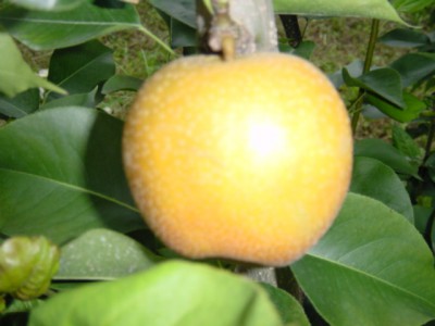 中込農園 梨の画像