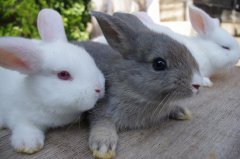 こどもの国動物園