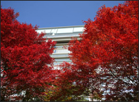 掬水亭 紅葉