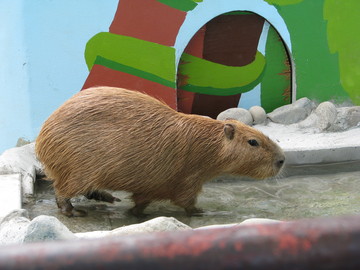 山梨県の観光におすすめなカピバラの画像