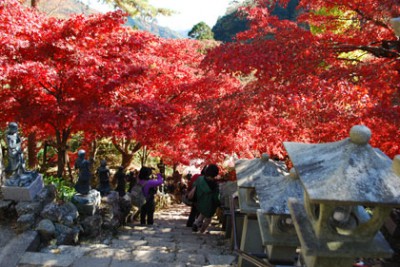 紅葉のスポットの大山寺昼紅葉の画像