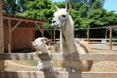 宝登山動物園