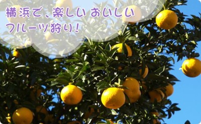 みかん狩りができる神奈川芝口果樹園の画像