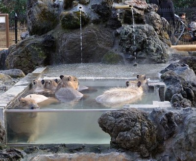 コアラに会える埼玉こども自然動物公園のイメージ画像