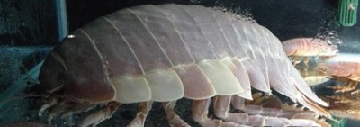 冬もイベント満載!北海道札幌、ダイオウグソクムシの画像