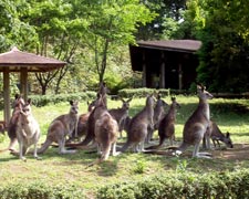 コアラやカンガルーのいる動物園のイメージ画像