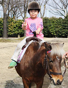 コアラのいる動物園の乗馬体験をする子どものイメージ画像