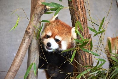 冬もイベント満載!北海道札幌、レッサーパンダの画像
