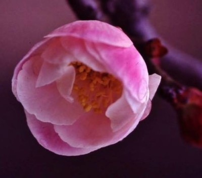 梅の花が見頃を迎える2月の大阪天満宮のイメージ画像