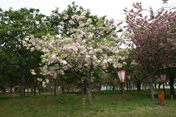 桜情報、造幣局、桜の通り抜け、広島支局の桜の画像