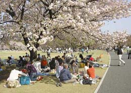 桜の名所東京花見御苑の画像