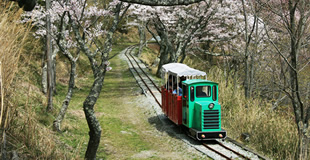 シグナス森林鉄道