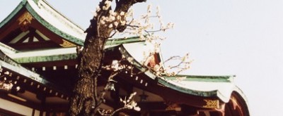 梅の花名所、花見東京、亀戸天神社の画像