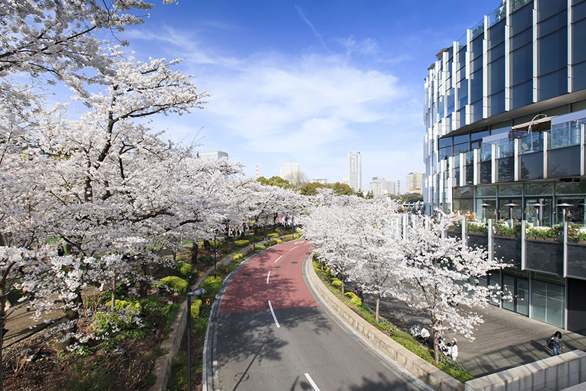 桜名所お花見スポット東京ミッドタウンの画像