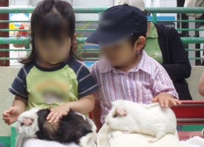 こども動物園、羊、モルモットの画像