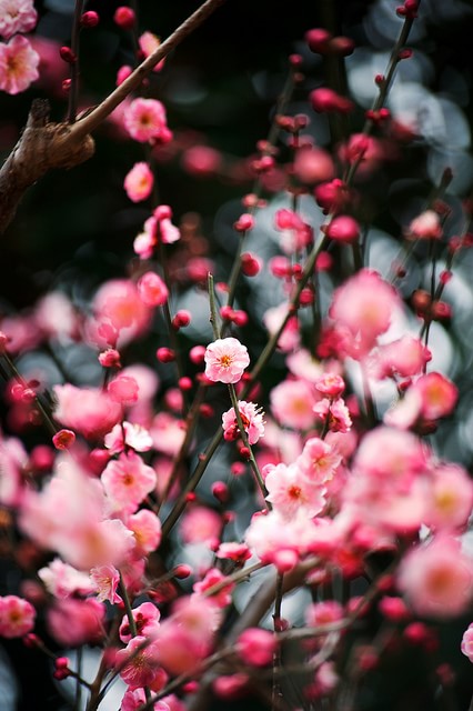 梅の花が咲く大阪のイメージ画像