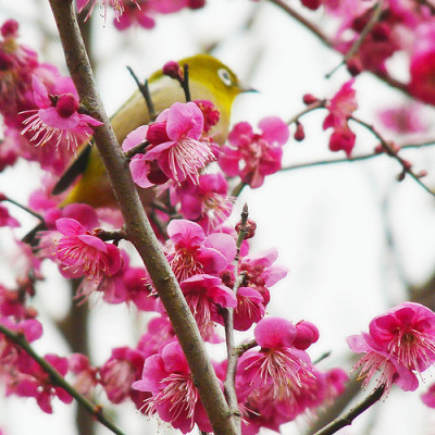 梅の花名所、花見東京、梅の画像
