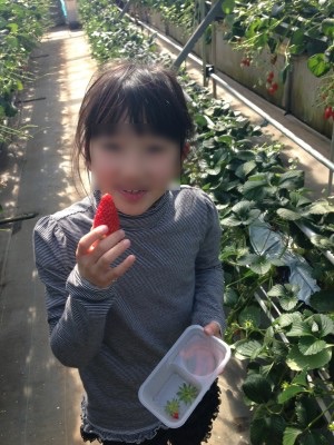 いちご狩りができる埼玉ふじみストロベリーの園内画像01