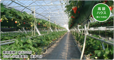 いちご狩りができるむさしの村で有名な埼玉の農園画像02