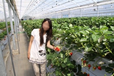 埼埼玉県狭山ベリーランドでいちご狩りをする親の画像