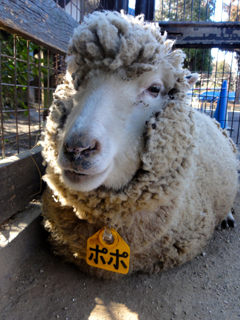 こども動物園、羊、ぽぽちゃんの画像