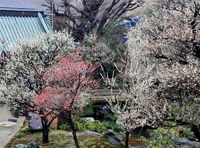 梅の花名所、花見東京、湯島天神の画像