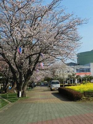 千葉子供の国で花見に子どもと行こうのイメージ画像