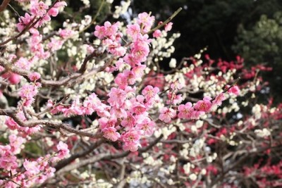 梅の花の名所イメージ画像