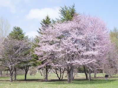 札幌の桜を観賞イメージ画像
