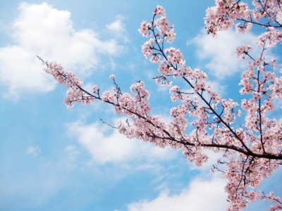 札幌・円山公園の桜のイメージ画像