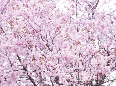 札幌・真駒内公園の桜のイメージ画像