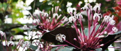 花見をしに名古屋の東山動植物園におでかけの画像01