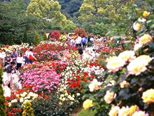 花見をしに名古屋の東山動植物園におでかけの画像03