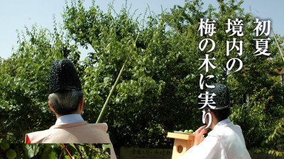 梅の花の名所・岩津天神の画像03