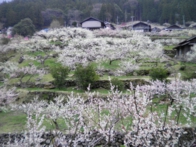 梅の花の名所・川売地区の画像02